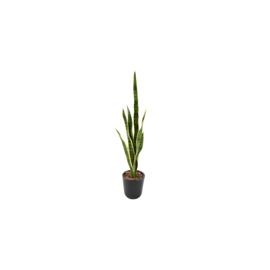 SANSEVIERIA PIQUET MIXTE