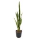 SANSEVIERIA PIQUET MIXTE