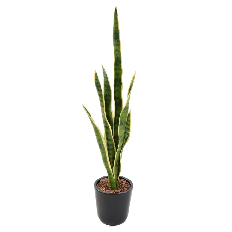 SANSEVIERIA MIXED SPIKE