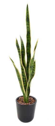 SANSEVIERIA PIQUET MIXTE