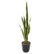 SANSEVIERIA PIQUET MIXTE