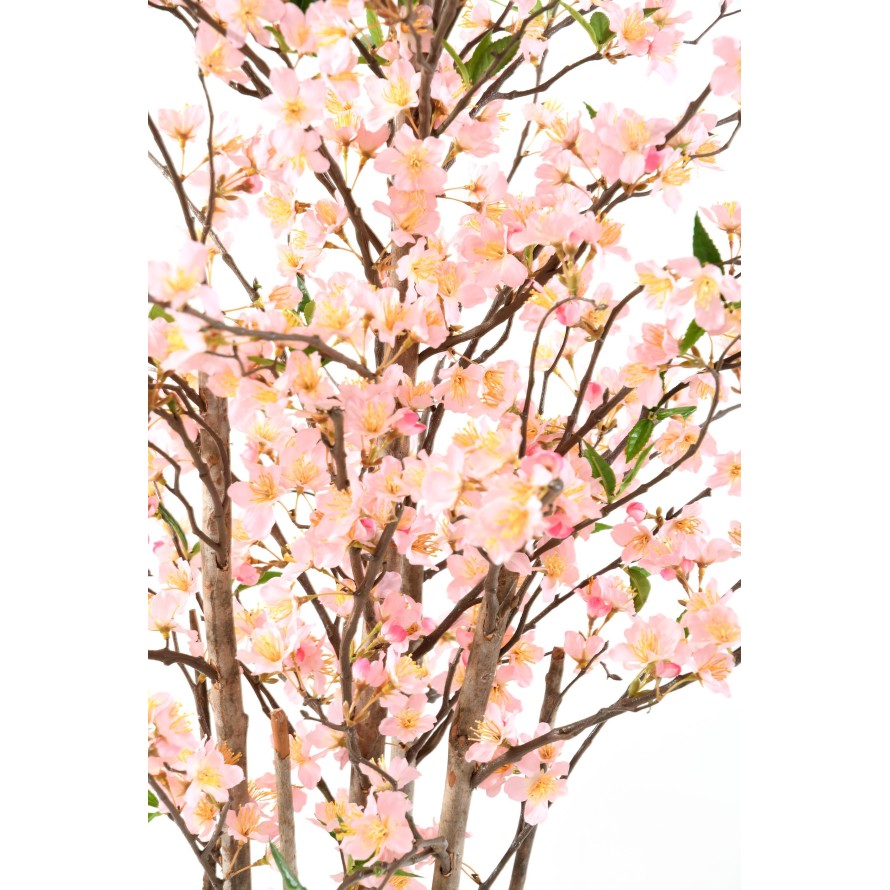 CHERRY BLOSSOM NEW