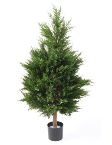 CYPRES (juniperus)