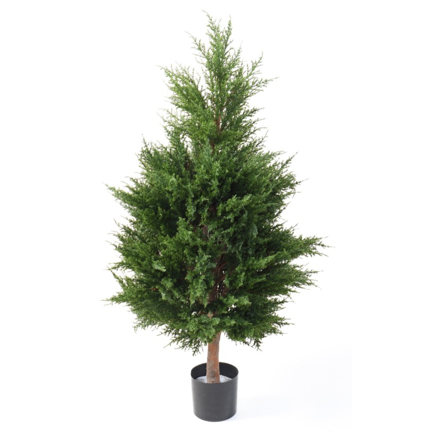 CYPRES (juniperus)