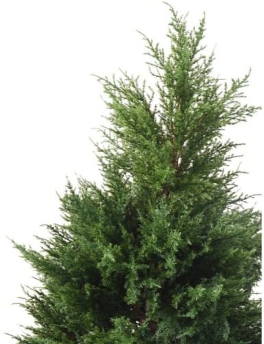 CYPRES (juniperus)