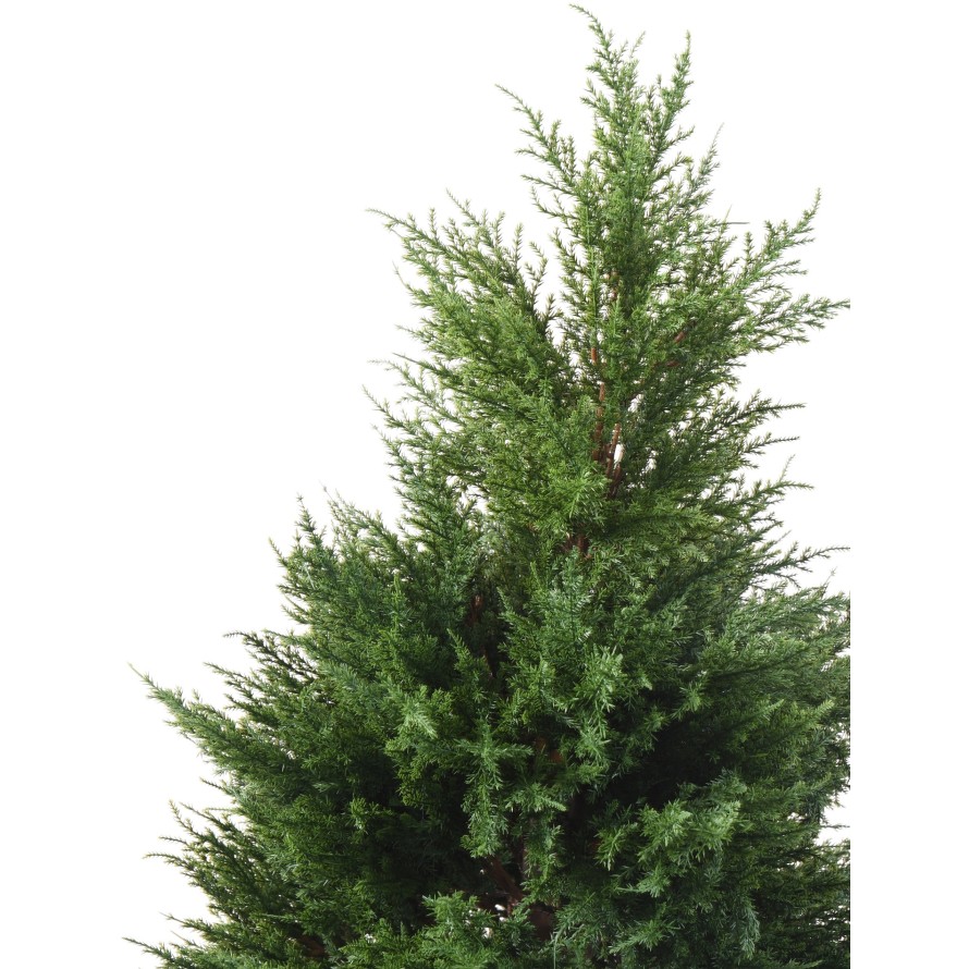 CYPRES (juniperus)