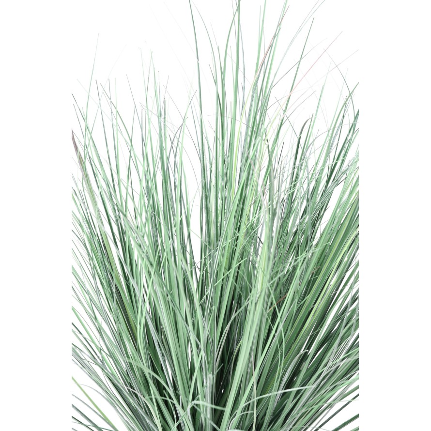 ONION GRASS NEW