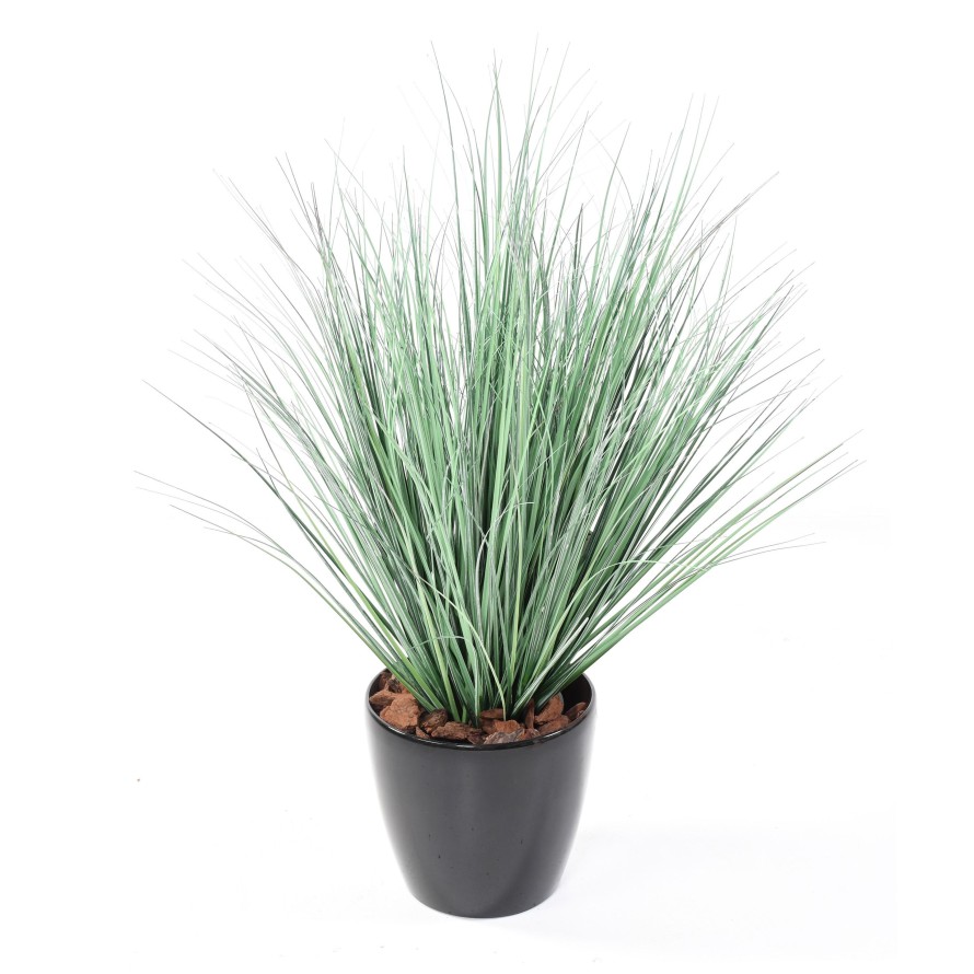 ONION GRASS NEW