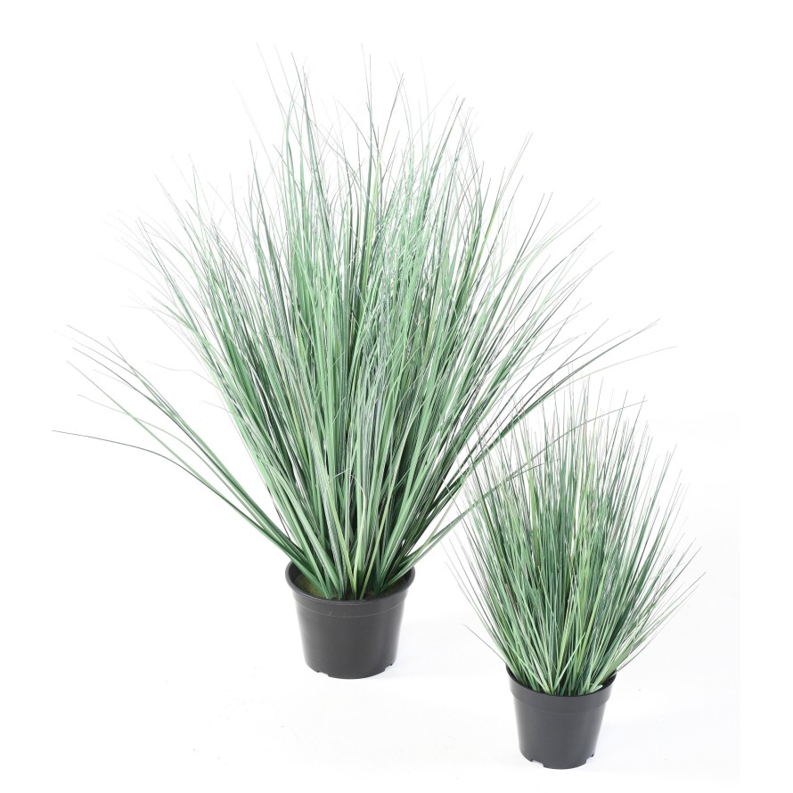 ONION GRASS NEW