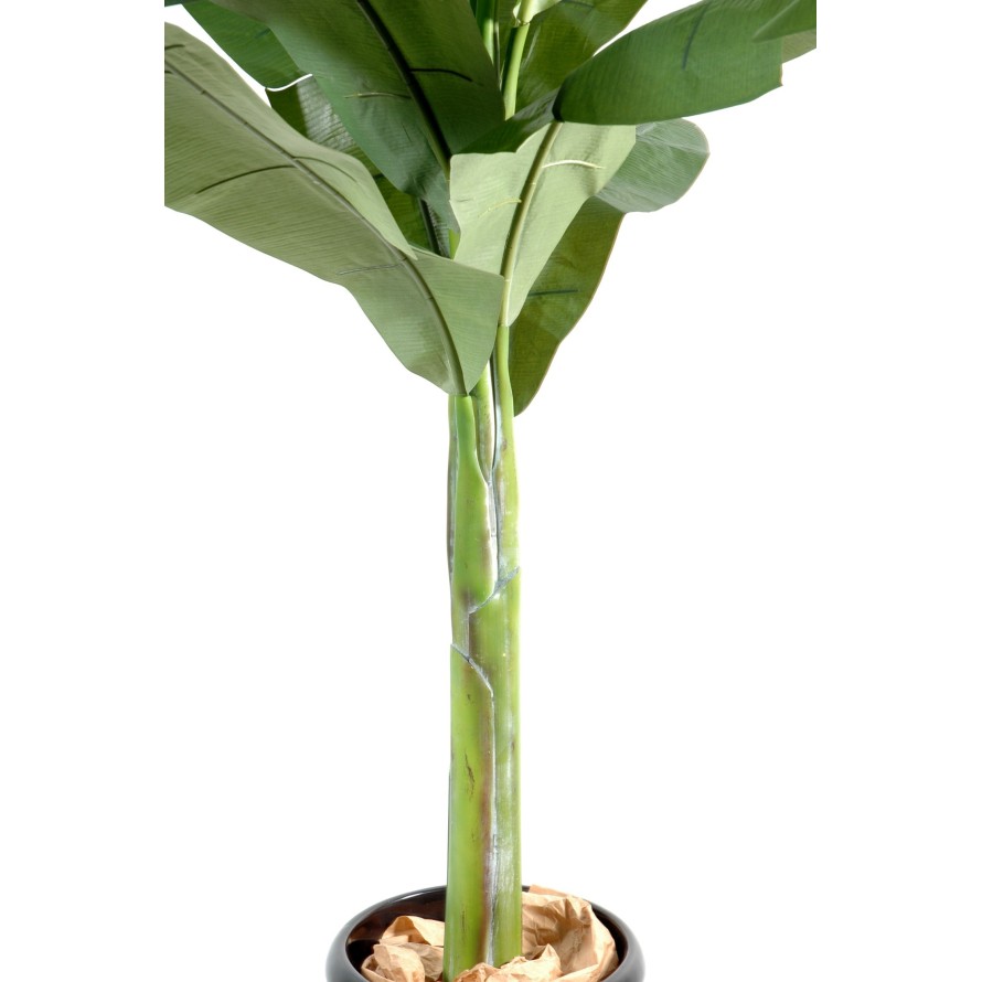 BANANA TREE