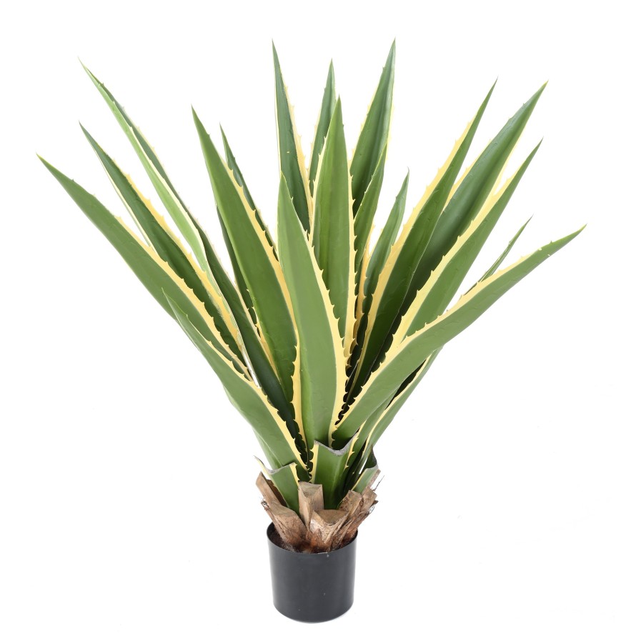 AGAVE FURCRAEA