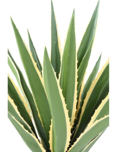 AGAVE FURCRAEA