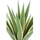 AGAVE FURCRAEA