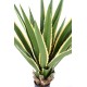 AGAVE FURCRAEA