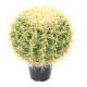 CACTUS BALL