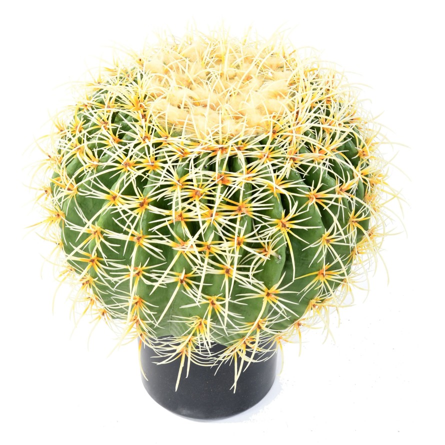 CACTUS BALL