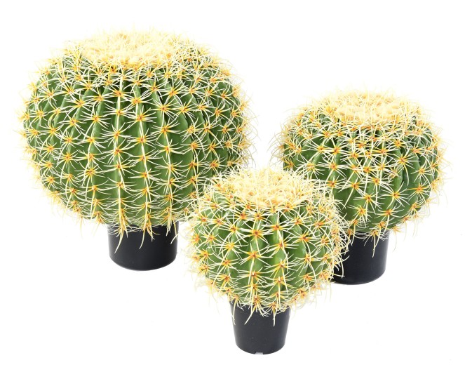 CACTUS BALL