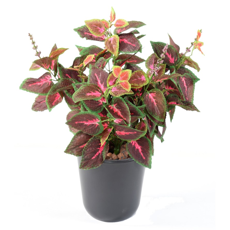 COLEUS R*11