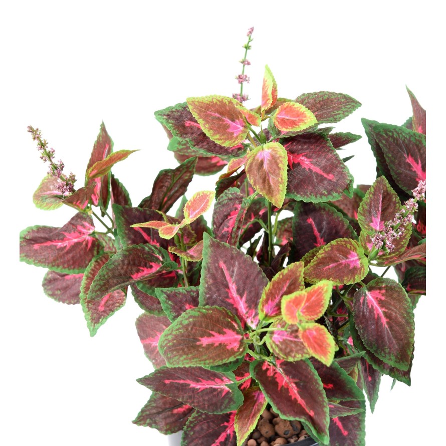 COLEUS R*11