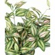 TRADESCANTIA ZEBRINA