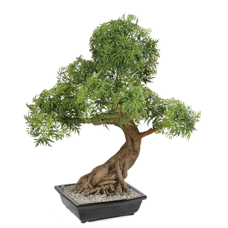 BONSAI ARALIA EN COUPE