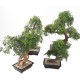 BONSAI ARALIA EN COUPE