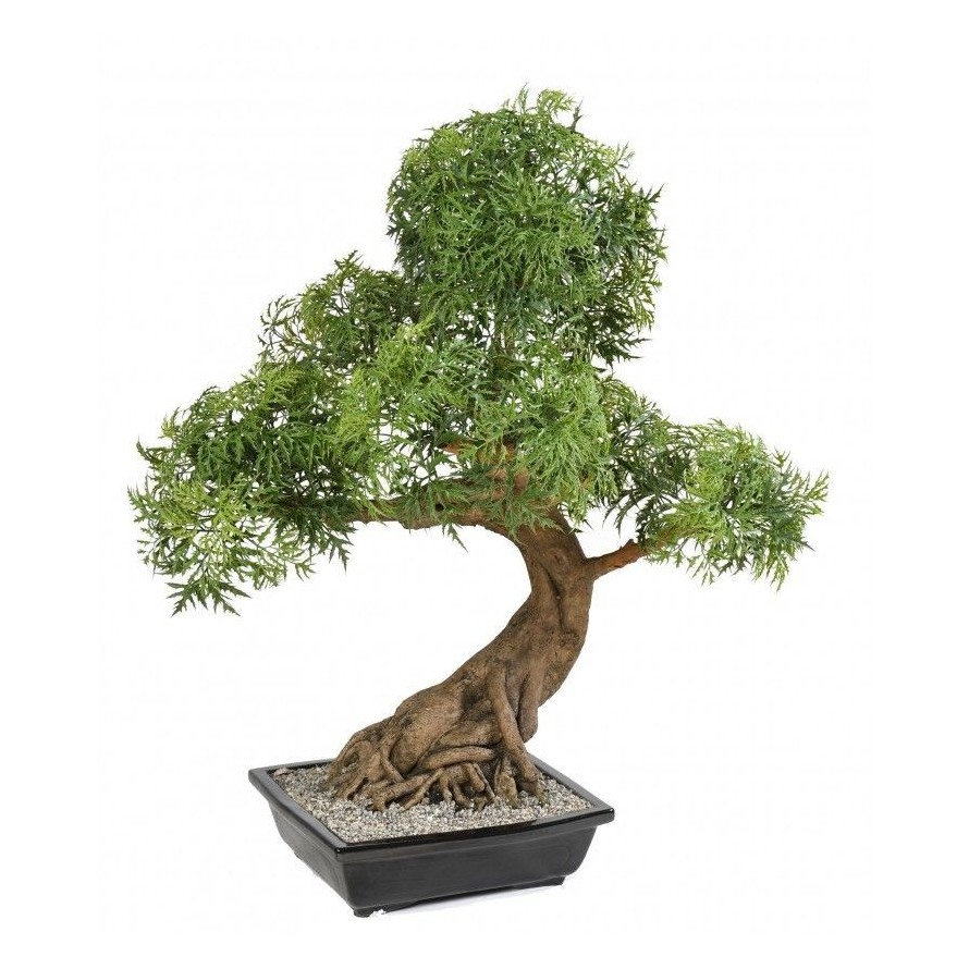 BONSAI ARALIA EN COUPE