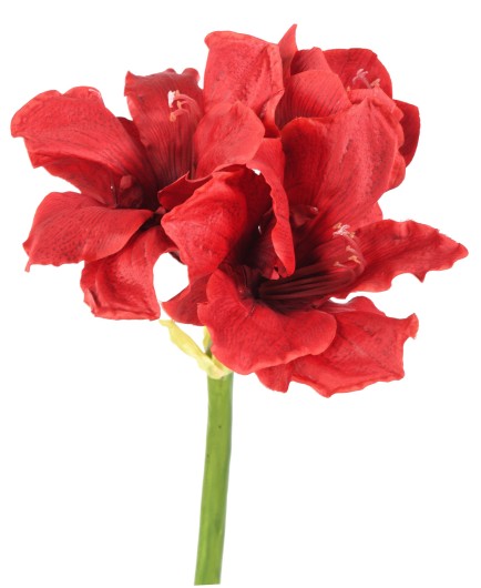 AMARYLLIS 2FL 1BT