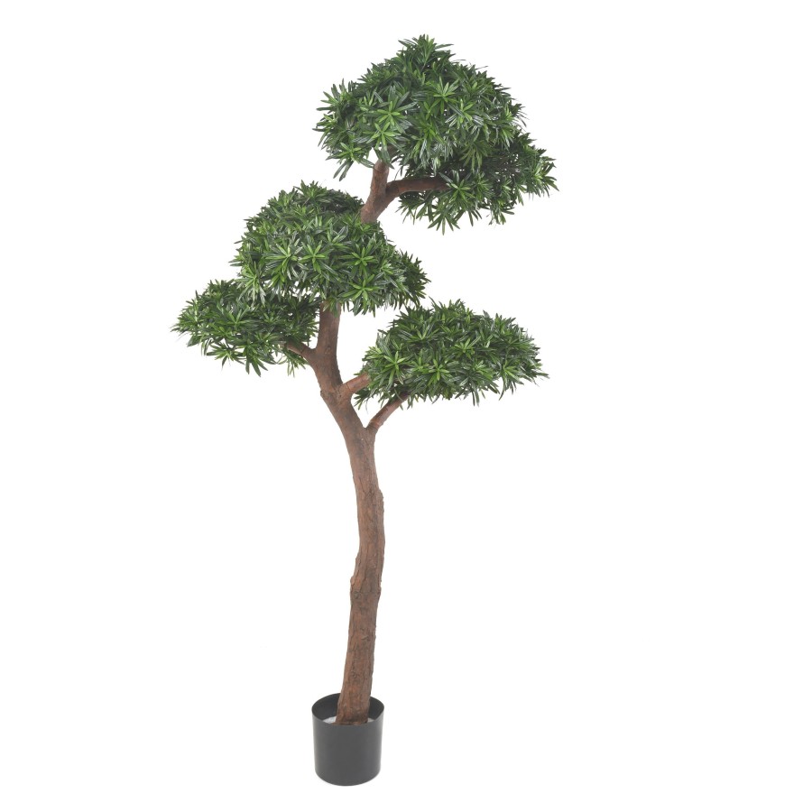 PODOCARPUS BONSAI UV