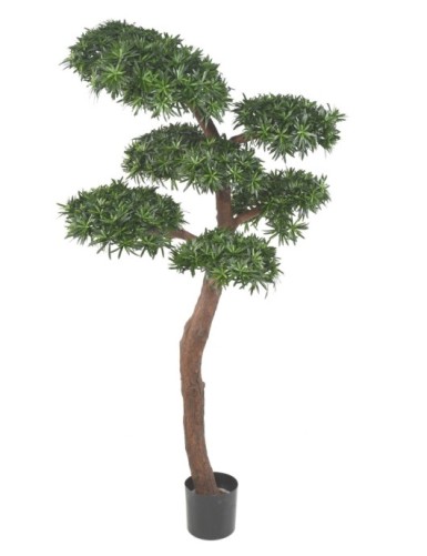 PODOCARPUS BONSAI UV