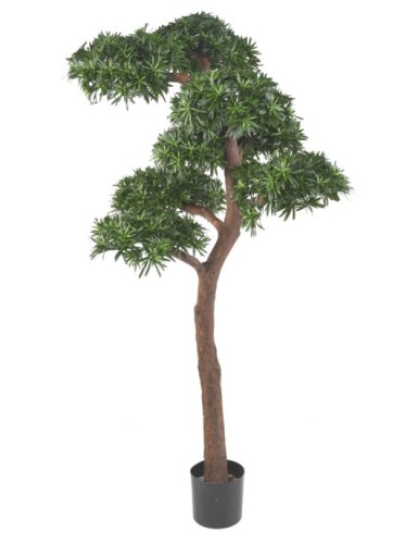 PODOCARPUS BONSAI UV