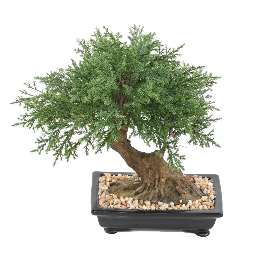 BONSAI JUNIPERUS IN SECTION