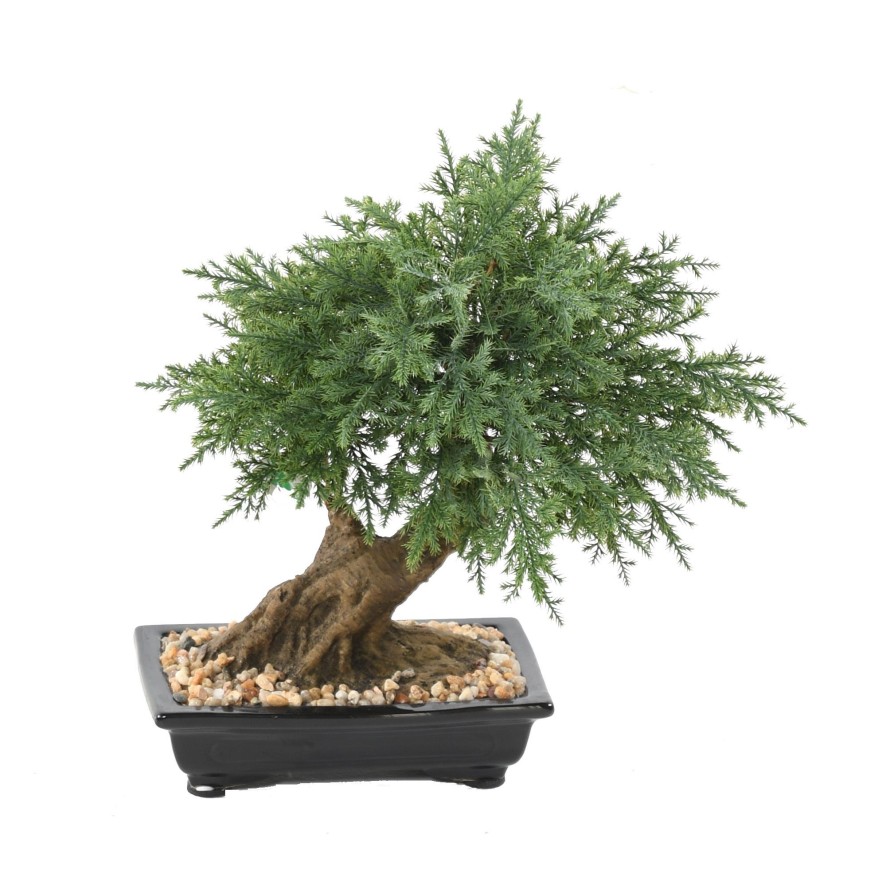 BONSAI JUNIPERUS IN SECTION