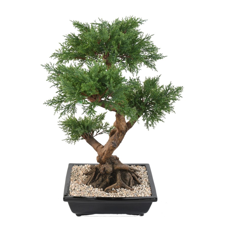 BONSAI JUNIPERUS IN SECTION