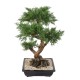 BONSAI JUNIPERUS IN SECTION