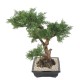 BONSAI JUNIPERUS IN SECTION