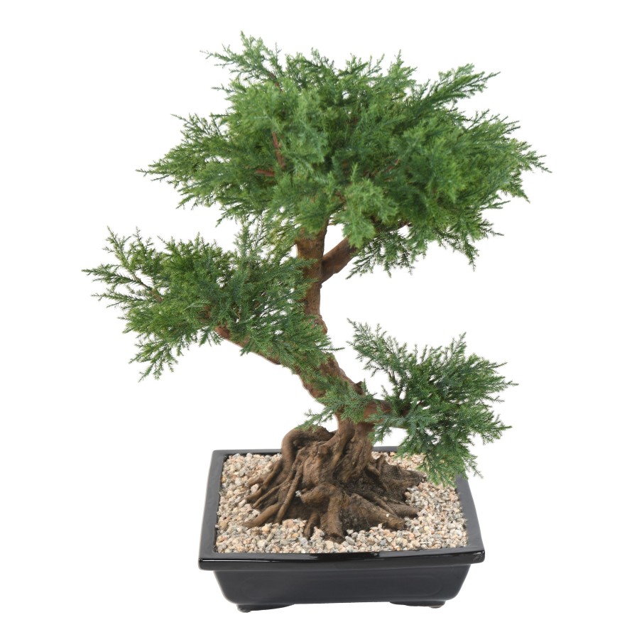 BONSAI JUNIPERUS IN SECTION