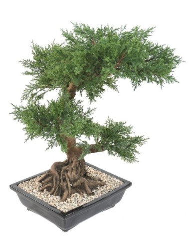 BONSAI JUNIPERUS IN SECTION