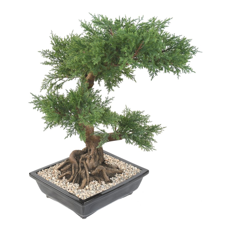 BONSAI JUNIPERUS IN SECTION