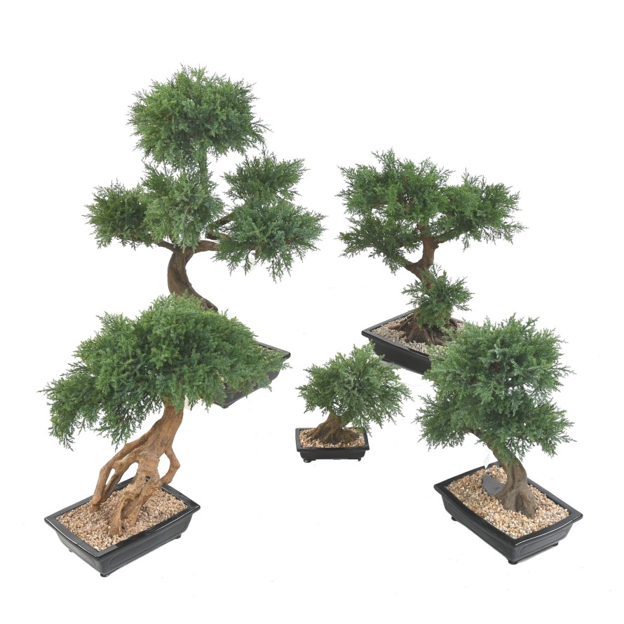 BONSAI JUNIPERUS IN SECTION