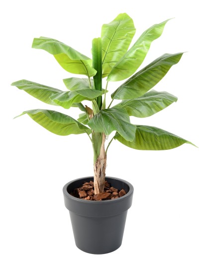 BANANA TREE IN A POT GREEN BASIC TOP PLANTER