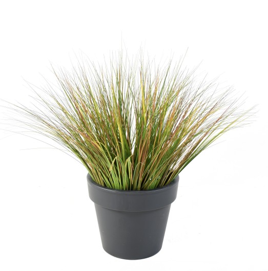 ONION GRASS EN POT BASIC GREEN TOP PLANTER