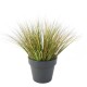 ONION GRASS EN POT BASIC GREEN TOP PLANTER