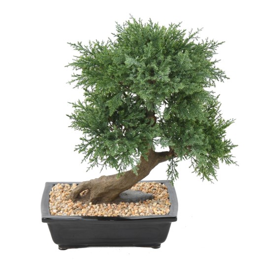 BONSAI JUNIPERUS IN SECTION