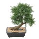 BONSAI JUNIPERUS IN SECTION