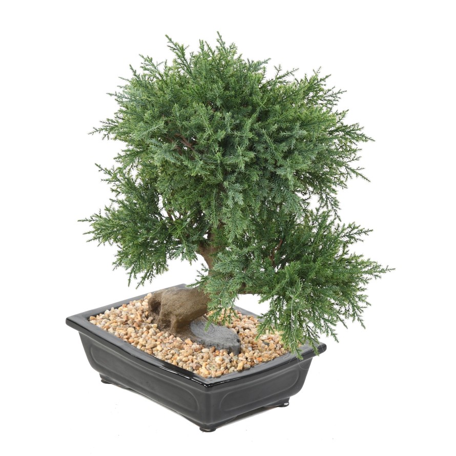 BONSAI JUNIPERUS IN SECTION