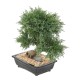 BONSAI JUNIPERUS IN SECTION