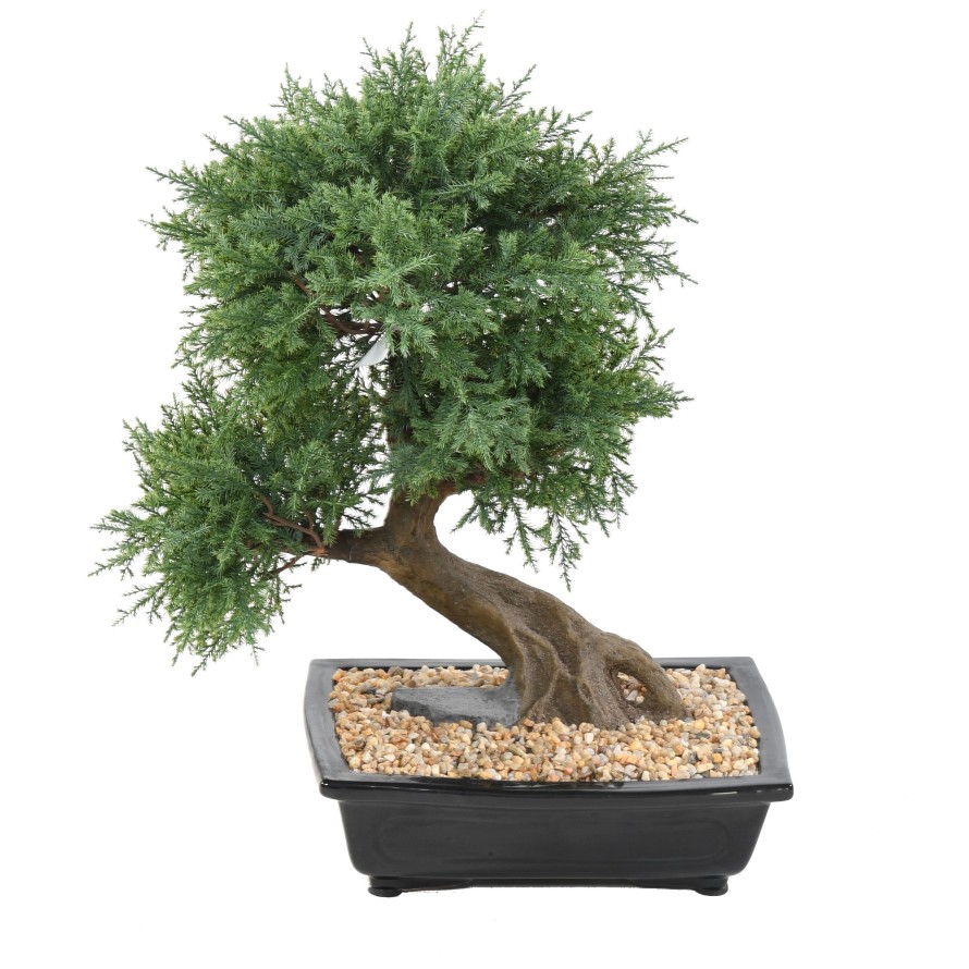 BONSAI JUNIPERUS IN SECTION