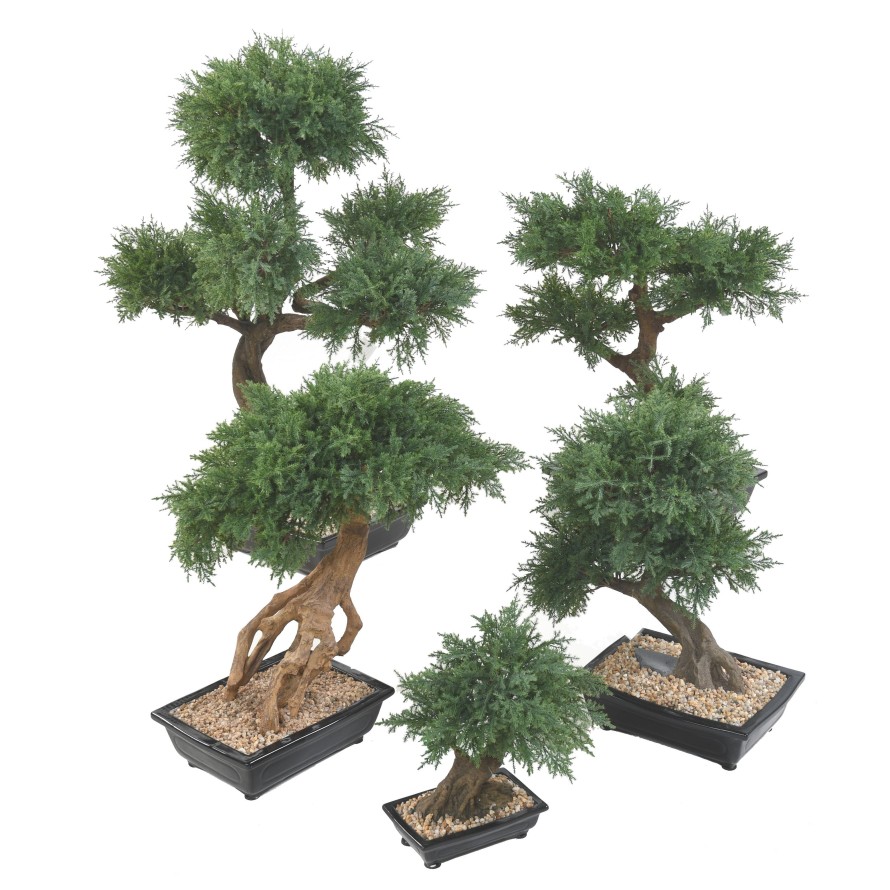 BONSAI JUNIPERUS IN SECTION