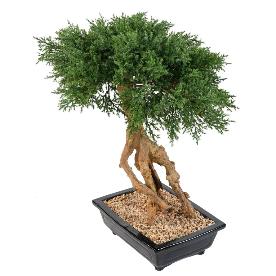 BONSAI JUNIPERUS IN SECTION